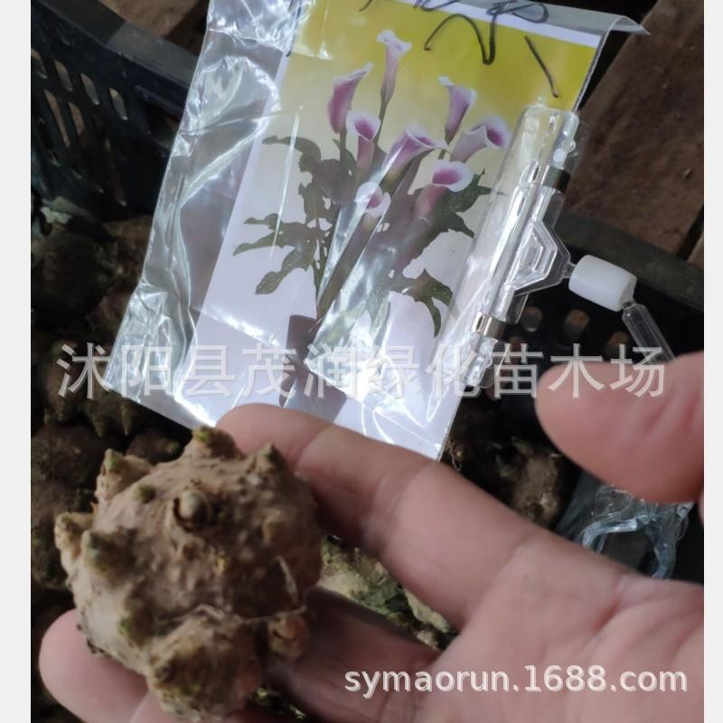 马蹄莲种球07