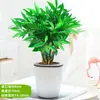 Planta hidropônica Podocarpus macrophyllus repelente de mosquitos para interior, cultivo em água, planta verde, flores, plantas em vasos, perene, fácil de cultivar, sala de estar