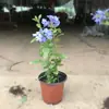 Plántulas de Copo de Nieve Azul Macetas Floración de Balcón Observación de Flores Plantas Resistentes al Calor y Fáciles de Cultivar Jardín Patio Enredaderas Trepadoras Enredaderas de Flores Trepadoras Copos de Nieve Blancos