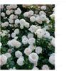 Sementes de Flores de Rosa Trepadeira São Fáceis de Cultivar, Sementes de Plantas Trepadeiras com Pétalas Duplas para Flores de Jardim e Varanda