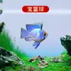Peixe Ornamental Grande, Peixe Tropical Pequeno de Água Doce Fácil de Cuidar, Peixe Leve, Aquário de Tanque com Plantas Natação em Grupo Peixes de Estimação