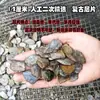 Película de paisajismo micro-paisajismo piedra tanque nativo arroyo piedra natural piezas pequeñas adornos escalones musgo material para peces pecera estándar