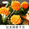Las Clivias en Maceta de Plántulas Viejas Son Fáciles de Cultivar en Todas las Estaciones, Florales Suculentos con Botones, Plantas Verdes, Plántulas Redondeadas de Tamaño Monje para Interiores