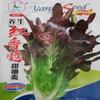 Fabricante Fonte Atacado Semente de Alface Outono e Inverno Saco Colorido Barraca de Sementes Originais Semente de Couve Chinesa Semente Muda Semente de Hortaliça