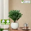Plantas Pote Relaxantes Pinheiro Azul na Sala de Estar e Mesa de Escritório Ornamentos de Plantas Verdes para Purificar o Ar Plantas de Humor o Ano Todo