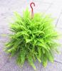 Plantas Pote Purificadoras de Ar para Interior Dropshipping, Decoração para Remover Formaldeído Plantas, Mudas de Orquídea-aranha Folha Verde, Orquídea-aranha Coração Dourado