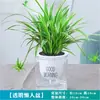 Platino Diamante Maceta Rábano Verde Cesta Flor Planta de Interior Flor Hidropónica Planta Verde Suculenta Fácil de Cultivar Árbol del Dinero Flor de Alto Valor