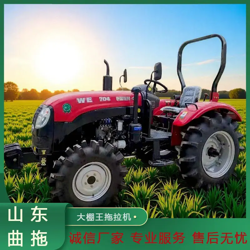 洛阳万年红704 2