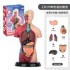 Juguetes para niños anatomía educación temprana simulación ósea 3D modelo de estructura ósea humana ensamblado órganos médicos materiales didácticos