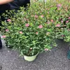 A Planta Pequena de Hibisco é Adequada para Vasos e Frequentemente Usada para Fins Ornamentais. Seus Ramos Densos e Agrupados Podem Ser Plantados no Jardim e São Frequentemente Usados para Criar Arranjos em Forma de Pirulito.