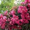 Rosa Quatro Estações Muda Videira Flor Grande Jardim de Rosas Plantas Trepadeiras Flores Perfumadas Rosa Muda para Vaso Varanda
