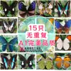 Especímenes de Mariposas Reales para Práctica, Mariposas Originales con Alas Sin Abrir, Materiales DIY para Espécimenes de Insectos, Mariposas Monarca, Insectos Originales, Mariposas Cola de Golondrina