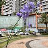 Nova simulação de casamento flor única estilo coreano Violeta delphinium auditório casamento flores falsas decorativas atacado