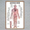 Estructura Promocional Diagrama Sistema Diagrama Esquemático Anatomía Médica Órganos Humanos Cartel de Pared Corazón Órganos Internos Hospital Cuerpo Humano