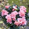 Rhododendron Plantas em Vaso Floridas Flores Xiyang Plantas Verdes Plantas de Escritório Internas de Pátio Árvores com Botões