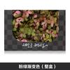 Hortensia de madera con degradado de color, flor eterna, rosa eterna, caja de regalo, material floral, flor seca, flor de preservación, material floral eterno