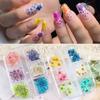 Nuevo estilo de flores secas para uñas, 6 rejillas rojas, girasol japonés, flor natural estrellada, decoraciones para uñas DIY