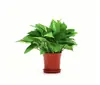 Conjunto de Plantas Verdes Hidropônicas de Parede com Suporte de Parede de Madeira Natural para Sala de Estar, Quarto, Mesa, Decoração Fresca, Plantas Fáceis de Cuidar