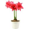 Bulbos de Amarílis Holandês de Pétalas Duplas, Flores para Vasos em Pátios e Varandas, Bulbos Organzaus, Plantas de Quatro Estações Florescem no Mesmo Ano