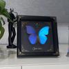 Espécimen de Mariposa Verdadera Mariposa Rara Grande Azul Brillante Adornos de Colección de Alta Gama Decoraciones Hechas a Mano para Regalo de Cumpleaños de Novia