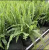 Camas de Flores, Plantas Verdes y Arreglos Florales para Paisajismo de Patios, Diseño de Jardines con Plantas Resistentes, Renovación de Patios y Balcones de Villas
