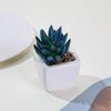 Inverno Mang Mini Simulação Suculenta em Vaso Pequeno Bonsai Bacia Cerâmica Quadrada Decoração de Casa Sala de Estar Interna Mesa