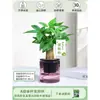 Árbol del Dinero Maceta Flores, Sala de Estar, Casa Próspera, Plantas Verdes, Fácil de Cultivar en Todas las Estaciones, Árbol del Dinero, Plantas Hidropónicas de Escritorio para Oficina