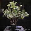 Árbol de Simulación Árbol del Dinero Bonsái Árbol Falso Bonsái Árbol de la Suerte Planta de Simulación Decoración de Interiores Planta Verde Fábrica Outlet