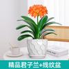 Dropshipping Clivia Plántulas en Maceta con Capullos Plantas de Flor Interior Tesoro Nacional Gigante Caro
