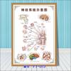 Diagrama esquemático del sistema anatómico visceral humano. Póster médico de pared con diagrama de la estructura del corazón y los órganos humanos.