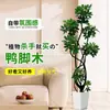 Planta de Vaso Grande, Estilo de Luxo, da Madeira Pé de Pato, Planta Verde de Chão para Interior Que Purifica o Ar