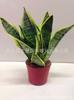 Plantas de Interior em Vaso com Folhas Verdes: Pothos, Menta, Planta Cobra, Árvore do Dinheiro, Jasmim e Outras Combinações de Plantas Verdes