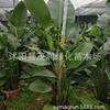 Interior de Sala de Estar com Expositores, Aves-do-Paraíso em Vasos Verdes, Plantas e Florais, Strelitzia Reginae