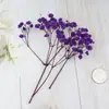 Pacote de Material DIY Flor Eterna 1g Gradiente Cabeça Grande Mosquitinho Estrela Milionária Buquê de Flores Secas Flor Eterna Flor Real