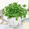 Planta Fragrante em Vaso Grande para Repelente de Mosquitos Interno, Folhagem Refrescante, Plantas Suculentas, Vasos de Flores, Purificação do Ar, um Toque de Fragrância