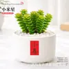 Plantas Suculentas de Interior, Cactos Pequenos em Vasos, Flores, Plantas Verdes, Escritório, Jardim de Infância, Mesa, Suculentas Tipo Cacto