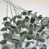 Folhas Similares Folhas de Eucalipto, Folhas de Dinheiro de Filme, Casamento Mobiliário para Casa, Plantas Verdes Decorativas Similares, Transfronteiriço