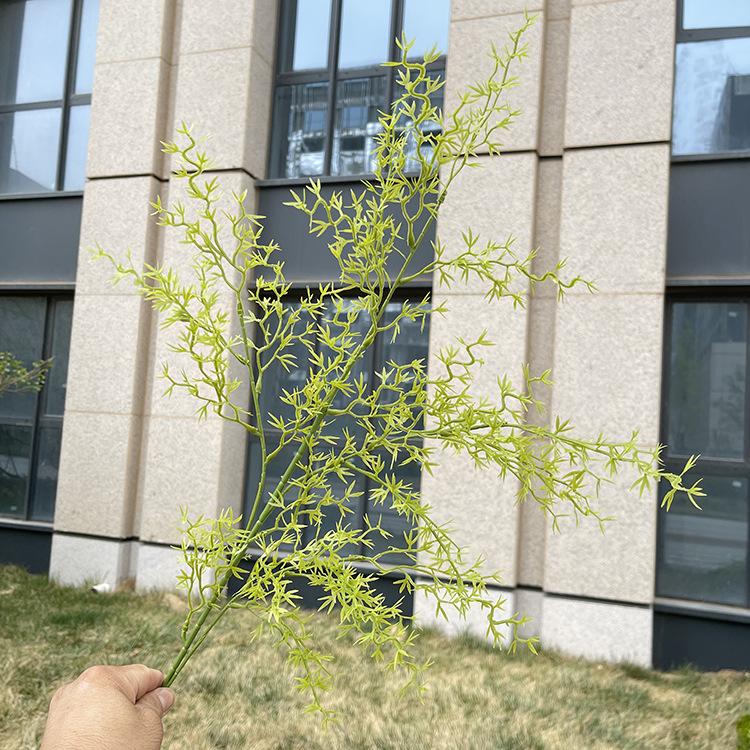 4叉原色珊瑚草 浅黄绿.JPG