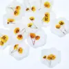 Pegatinas de Sellos de Cera Serie Flores Secas, Cinta de Doble Cara con Diseños de Gipsofila y Planta de Rosa, Etiquetas de Sello de Cera con Flores Secas