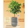 Plántulas de Osmanthus Florales en Maceta Todo el Año Osmanthus Agosto Osmanthus de Interior Fácil de Cultivar Comestible Balcón Patio Plantas Muy Aromáticas