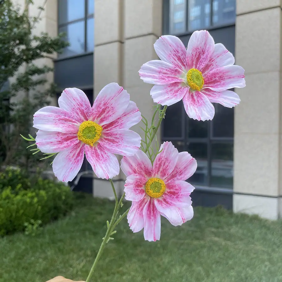 3头彩印格桑花-xhmgyx-深粉.JPG