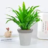 Helecho Nido de Pájaro Helecho en Maceta Planta de Interior Verde Plantas Florales Sala de Estar Oficina Escritorio Planta Novedosa Perenne Todo el Año