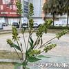Nueva simulación fruta de espuma comercio exterior 6 fruta perla salvia cola de perro boda decoración del hogar flor falsa al por mayor