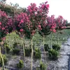 Mudas de Resedá Flores de Pátio Mudas Grandes Sala de Plantas Exterior Vermelho Roxo Mudas de Resedá Paisagismo de Vilas Plantas em Vasos Dropshipping