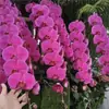 Plántulas de Orquídea Phalaenopsis con Vástagos Florales y Capullos, Orquídeas en Maceta, Plántulas Grandes, Plantas de Interior para la Sala de Estar, Fáciles de Mantener Todo el Año