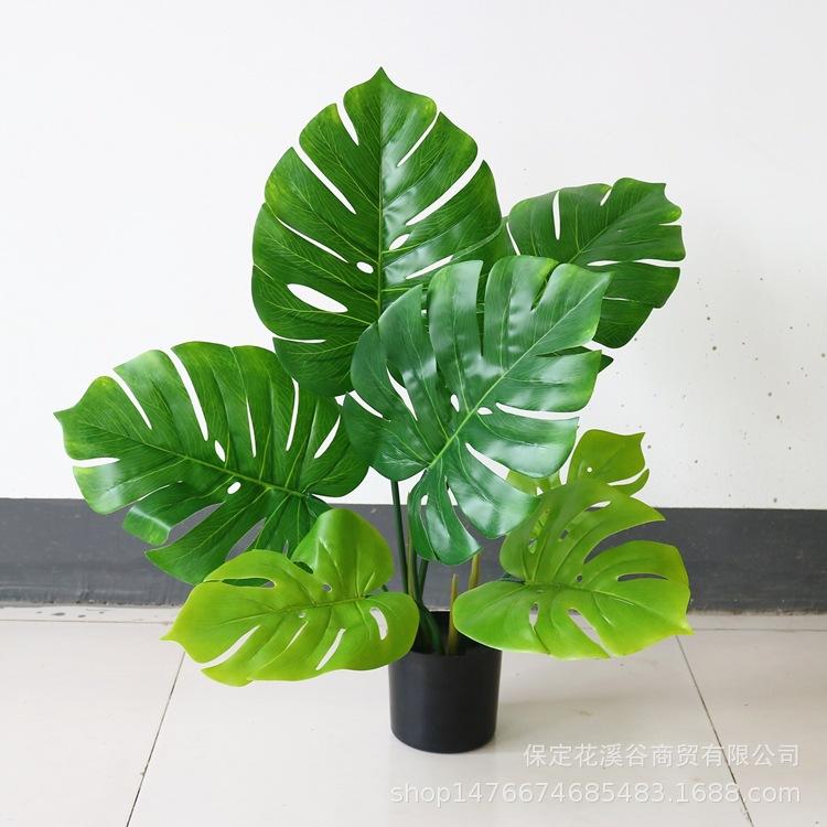 龟背叶-2尺 52元_副本.jpg