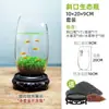 Acuario Ecológico Acuario Hierba Acuática Micro Paisaje a Hoja Huevo de Dragón Vidrio Planta Verde diy Pequeño Hidropónico Casero de Escritorio
