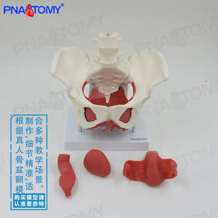 盆底肌带底座02