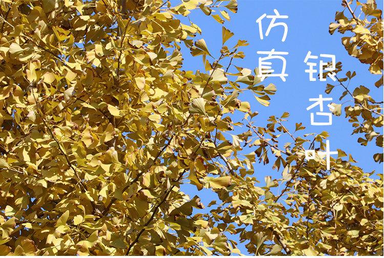 银杏叶详情_01.jpg