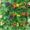 Rattan Sintético Planta Techo Restaurante de Frutas Decoración Planta Verde Granja Vegetal y Fruta Flor Enredadera Fruta Roja de Año Nuevo Artificial Alta